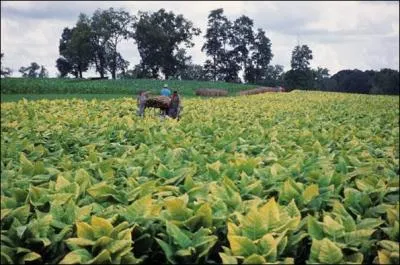 Qui a introduit le tabac en France ?