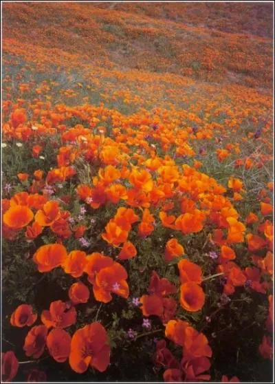 Devant ce spectacle, on ne peut que rester ... . d'admiration !