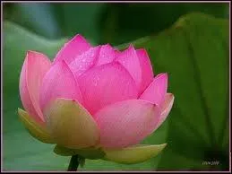 Comment s'appelle cette fleur ?