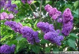 Quel est cette fleur de couleur mauve ?