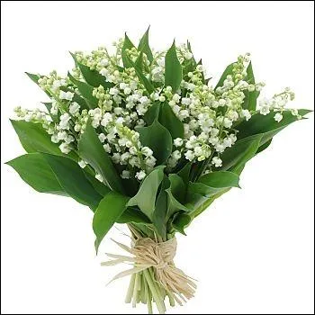 Comment s'appelle cette plante qu'on offre le premier mai ?