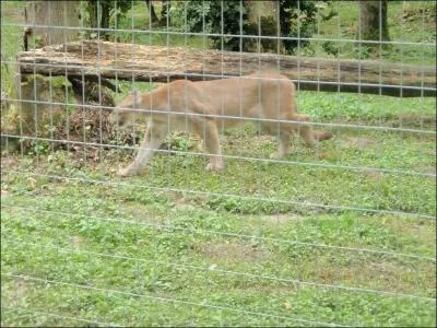 Une mauvais action peut vous conduire derrire eux, vous ferez alors appel, si vous avez les moyens,  un tnor ...