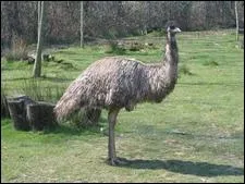 On ne sait pas s'il est plus sensible qu'un autre, si ce n'est son nom. Quel est ce nom ?