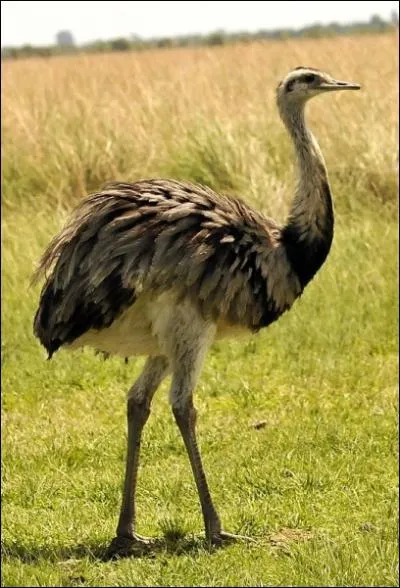 La graisse de cet oiseau d'Amrique du Sud, de grande taille (1 m 50 environ), est utilise comme pommade anti-inflammatoire. Comment s'appelle-t-il ?