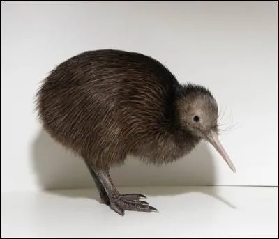 L'un de ses deux noms est l' aptryx , mais on le connat sous son autre nom, homonyme d'un fruit poilu. Comment s'appelle cet oiseau no-zlandais nocturne ?