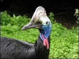 Cet oiseau possde une tte tellement colore et magnifique qu'une grande cole militaire l'a adopte comme coiffure. Quel est son nom ?