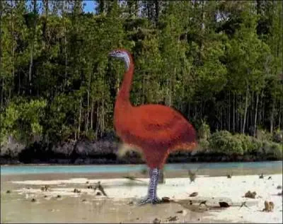 Comment s'appelle le sous-ordre de ces oiseaux qui ont perdu leur aptitude au vol et sont considrs comme des oiseaux trs anciens ?