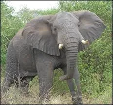 Lequel d'entre eux est le plus gros ?