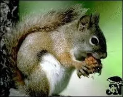 Parmi ceux-ci, quel animal est en voie de disparition ?