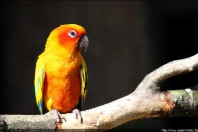 Quelle catgorie d'animaux a le sang froid ?