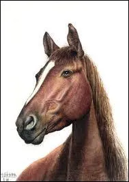 Que fait un cheval au supermarch ?