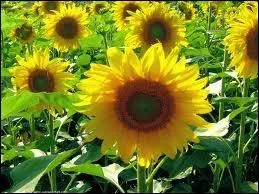 Quelle est la plante que l'on n'arrose jamais, et qui mme crase ne s'abme pas ?