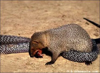 Courageuse, elle fait partie du conte prcdent !