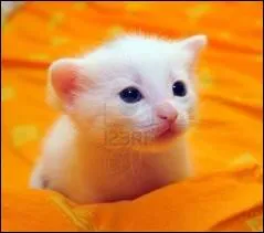 Le bb d'un chat s'appelle :