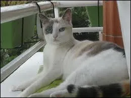 La femelle du chat s'appelle :