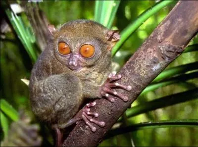 Quel est cet animal ?