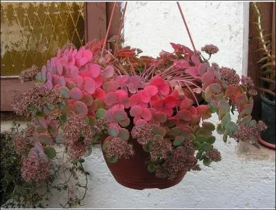 Succulente, famille des crassulaces. originaire de Madagascar. Rustique en rgion parisienne. Permet de belles potes. Appel aussi Orpin.