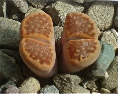 Appels  plantes cailloux  en raison de leur apparence qui leur permet de se confondre  leur environnement. (Mimtisme) . Origine sud-Afrique.