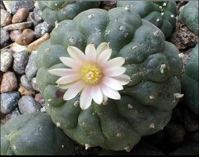 Cactus mexicain utilis par les indiens pour ses proprits psychotropes. Plus connu sous le nom de  Peyotl . Plante rituelle. Forme globuleuse.