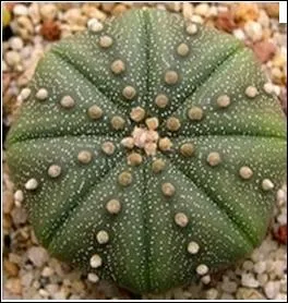 Originaire du Mexique. Son nom veut dire toile. Aspect globulaire. Appel aussi  cactus oursin .