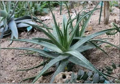Trs diffrent de l'agave, ( bien qu'un nophyte puisse confondre) notamment par sa floraison. . La varit  vraie  a de multiples emplois. Alimentaire, cosmtique, mdicinal, (brlures).