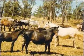 Ses allures sont ...