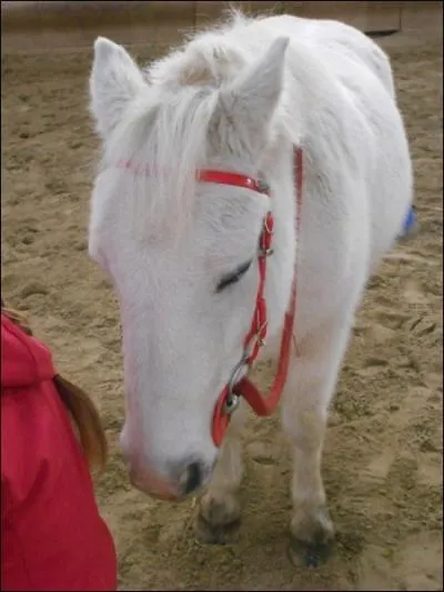 Ce stuck-book enregistre des poneys de 11 races diffrentes (en comptant le poney australien) mais lesquelles ?