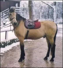 Quelle est la taille du poney australien ?