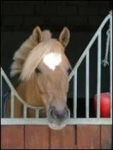 Laquelle de ces robes n'est pas admise pour cette race ?