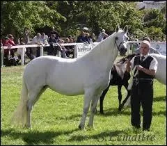 Le poney australien tient son modle des races ...