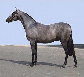 Quiz Poneys