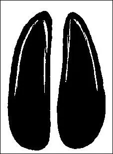 A quel animal suiviste appartiennent ces empreintes ?