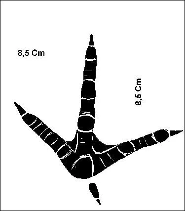 A quel oiseau, apparent  un truand notoire, appartiennent ces empreintes ?