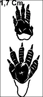 A quel animal, premier signe de l'horoscope chinois, appartiennent ces empreintes ?