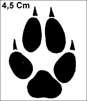 A quel animal rus appartiennent ces empreintes ?