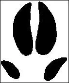 A quel animal sauvage cher  Oblix appartiennent ces empreintes ?