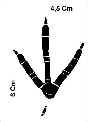 A quel oiseau, qu'on compare souvent  des jeunes filles un peu nunuches, appartiennent ces empreintes ?
