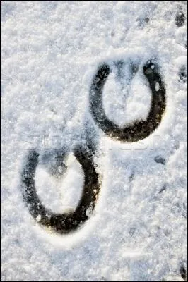 A quel animal rapporteur appartiennent ces empreintes sur la neige ?