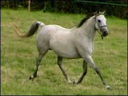 Quelle est la robe ?