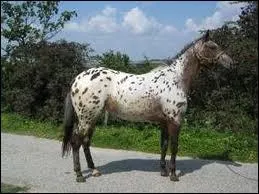 Quelle est la robe ?