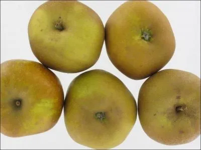 Comment appelle-t-on cette varit de pommes ?