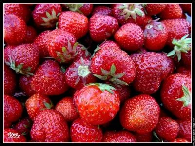 Le fraisier se ramifie  la surface de la terre.