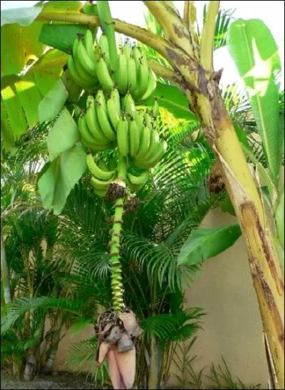 De quelle couleur est la banane mre ?