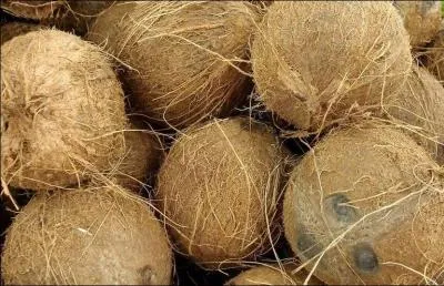 La coque dure de la noix de coco est tapisse d'une chair blanche et croquante.