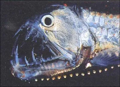 Quel est le nom de ce poisson sympathique qui vit dans les abysses et dont vous voyez la photo ?