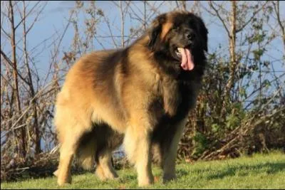 Connaissez-vous la race de ce gros chien ?