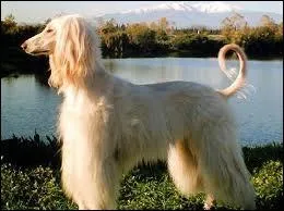 Quelle est la race qui s'entend le mieux avec les animaux ?