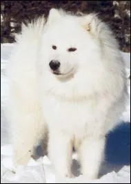 Quel chien est facile  duquer ?