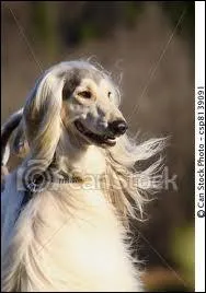 Quelle race est plus facile d'entretien ?