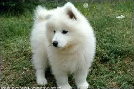 Laquelle fugue le plus en gnral ?